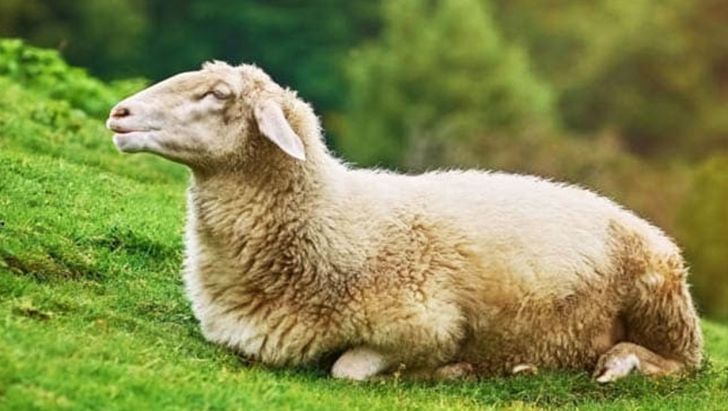 گوسفند زنده | گوشت فروشی اصفهان