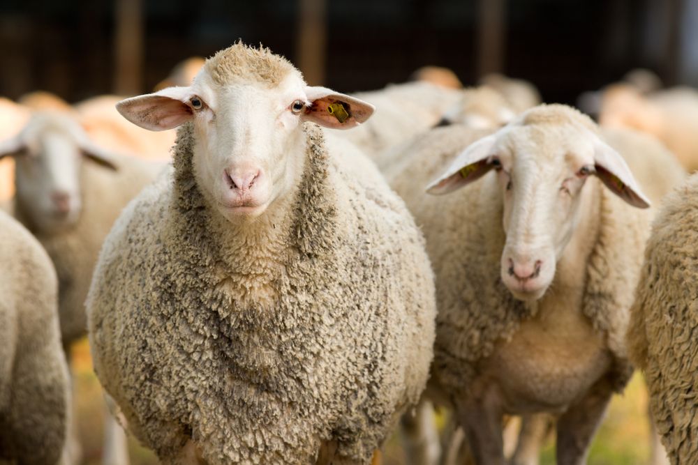 گوسفند زنده | سوپر گوشت مباشری